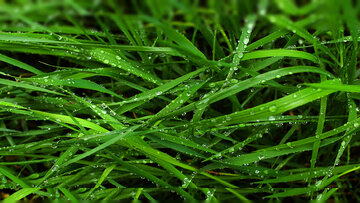 گزارش تصویری