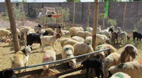 ایجاد   بیش از 3 هزار و500    فرصت شغلی  برای   مددجو یان تحت حمایت امداد