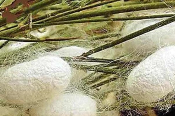 توانمندسازی مددجویان گیلانی با مشارکت در توسعه صنعت نوغان