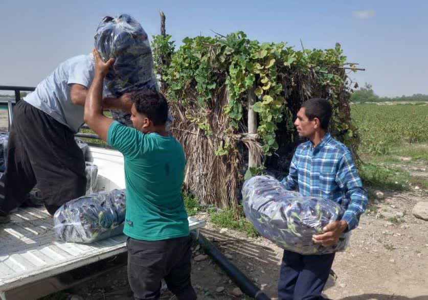 جمع آوری و توزیع 15تن محصولات کشاورزی بین نیازمندان بندرعباسی در قالب زکات مستحبی