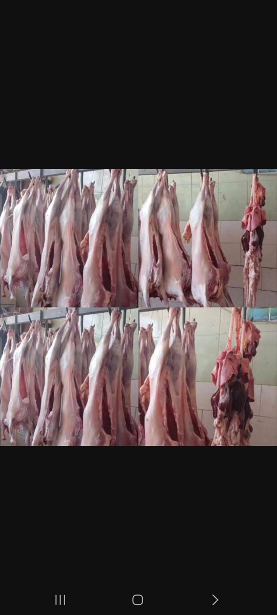 ۳۰ رأس دام قربانی به همت خیرین چواری میان نیازمندان توزیع شد